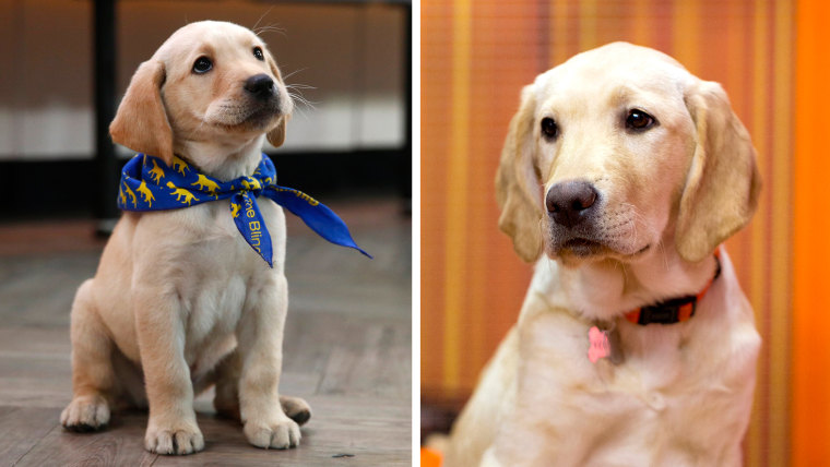 Wrangler as a puppy and as an adult