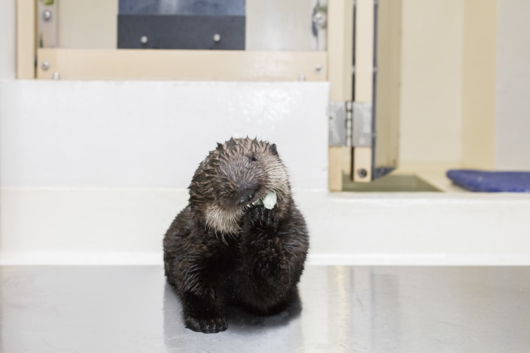 Shedd Aquarium's rescued otter, Pup 719, makes progress