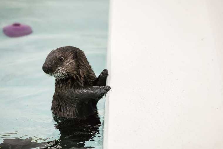 Pup 719, Shedd Aquarium's rescued otter, makes progress