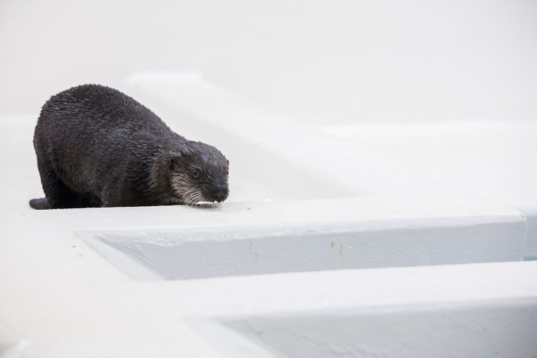 Pup 719, Shedd Aquarium's rescued otter, makes progress