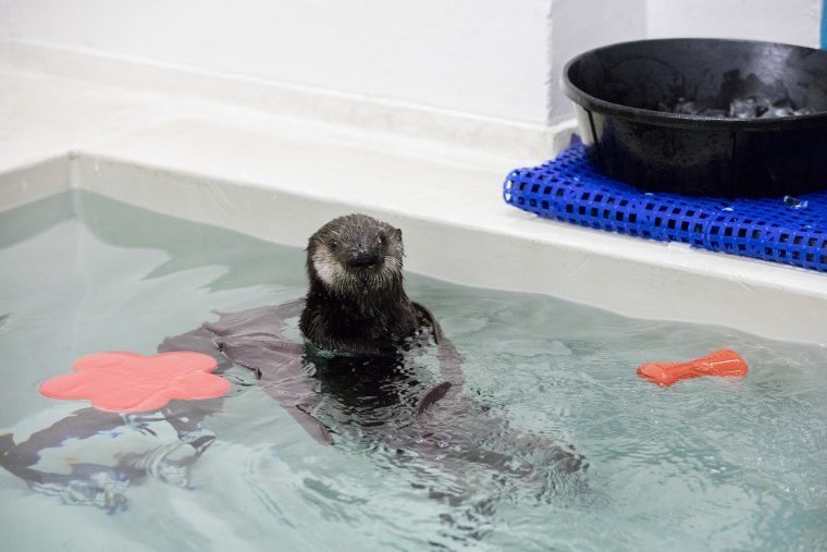 Pup 719, Shedd Aquarium's rescued otter, makes progress
