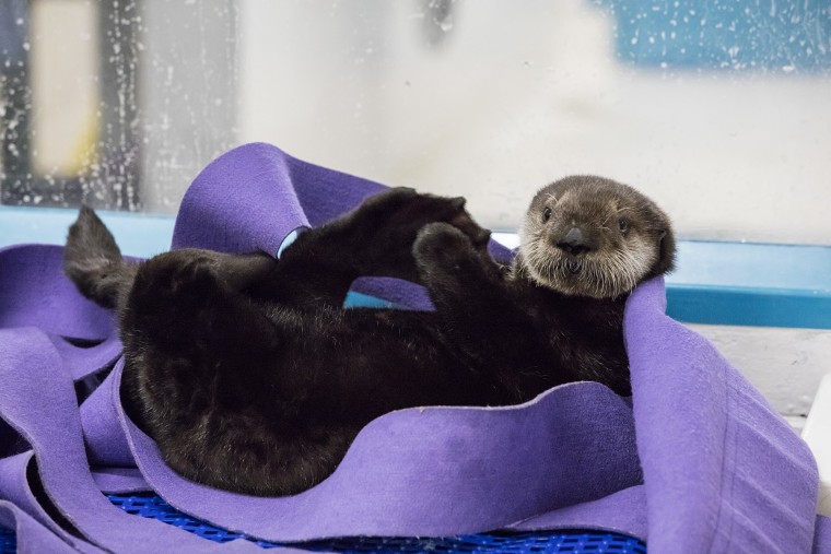 Shedd Aquarium's rescued otter makes progress