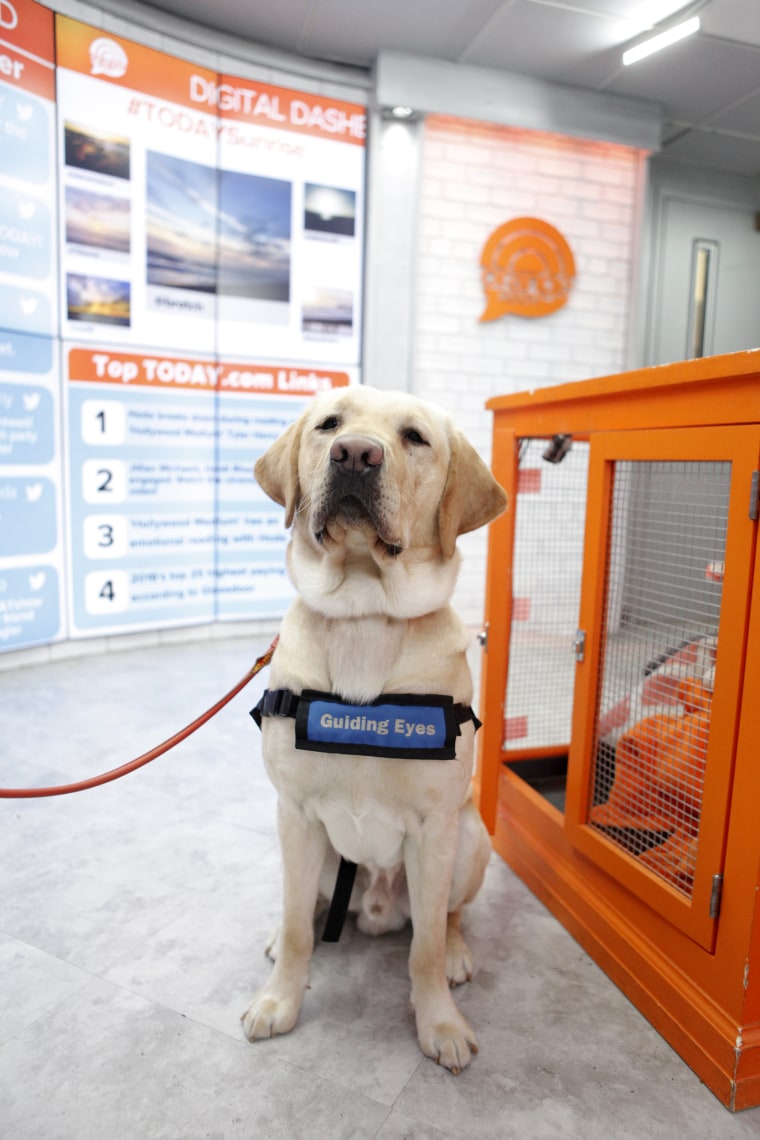 Wrangler of the TODAY show has a new job in detection dog program