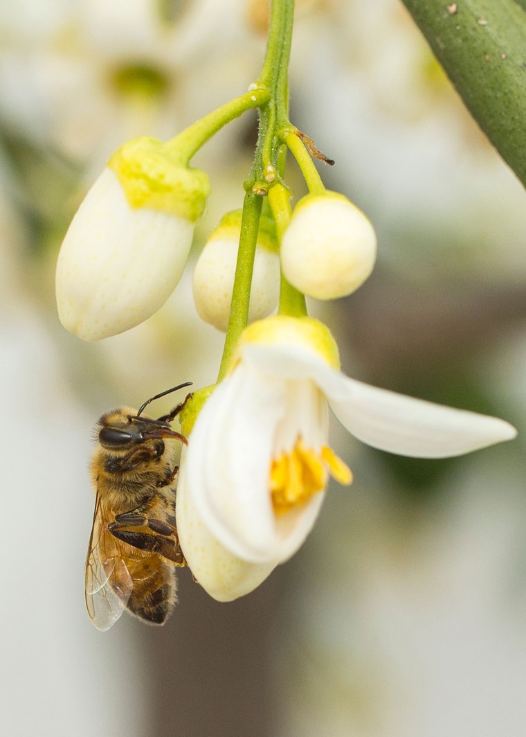 Image: ISRAEL-ANIMALS-BEES