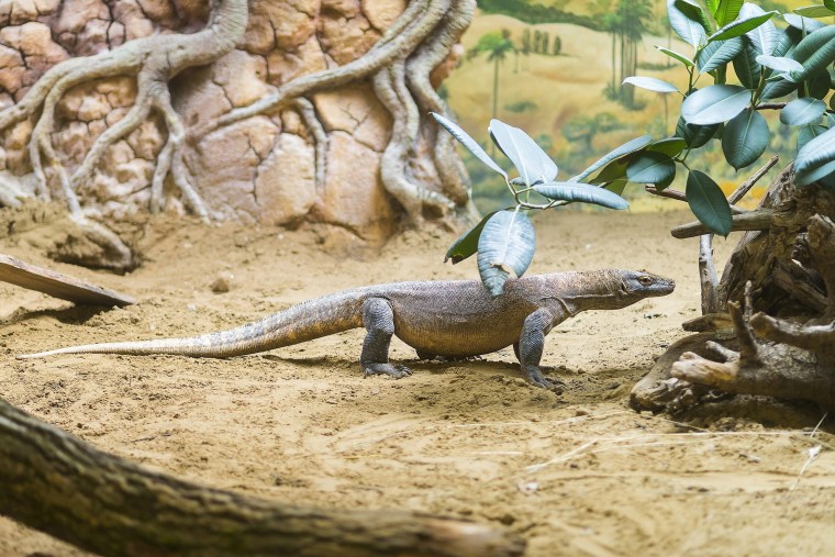 Image: Komodo Dragon at Sosto Zoo