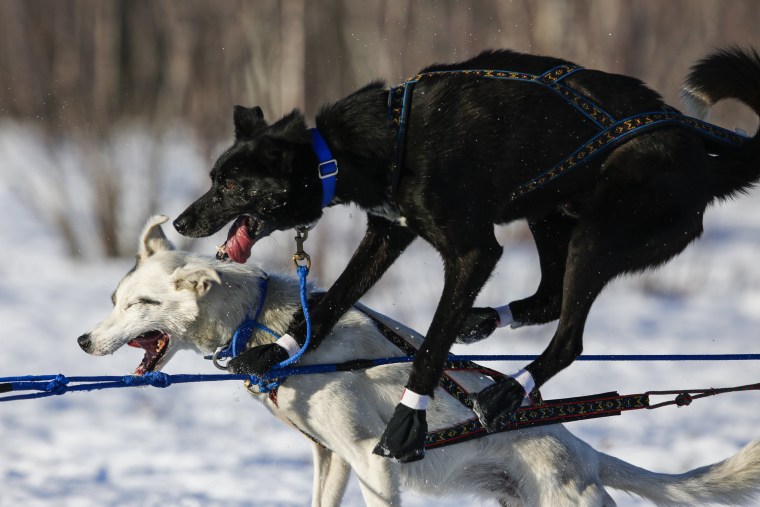 Image: Iditarod Trail Sled Dog Race 07