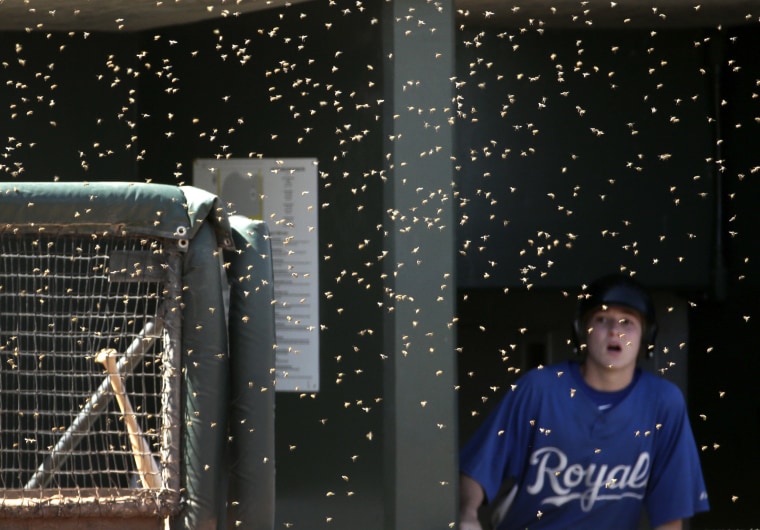 Image: Rockies Royals Spring Baseball