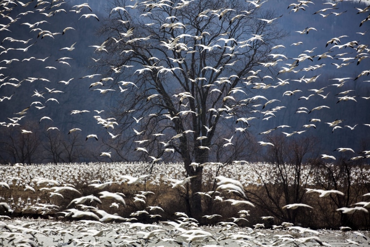 Image: Snow Geese Migrate North Across North America