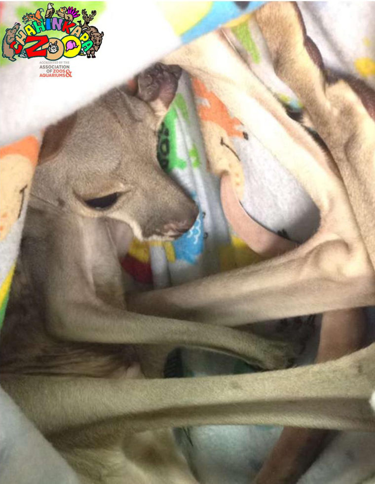 The orphaned kangaroo Barkley is being cared for at the Chahinkapa Zoo.