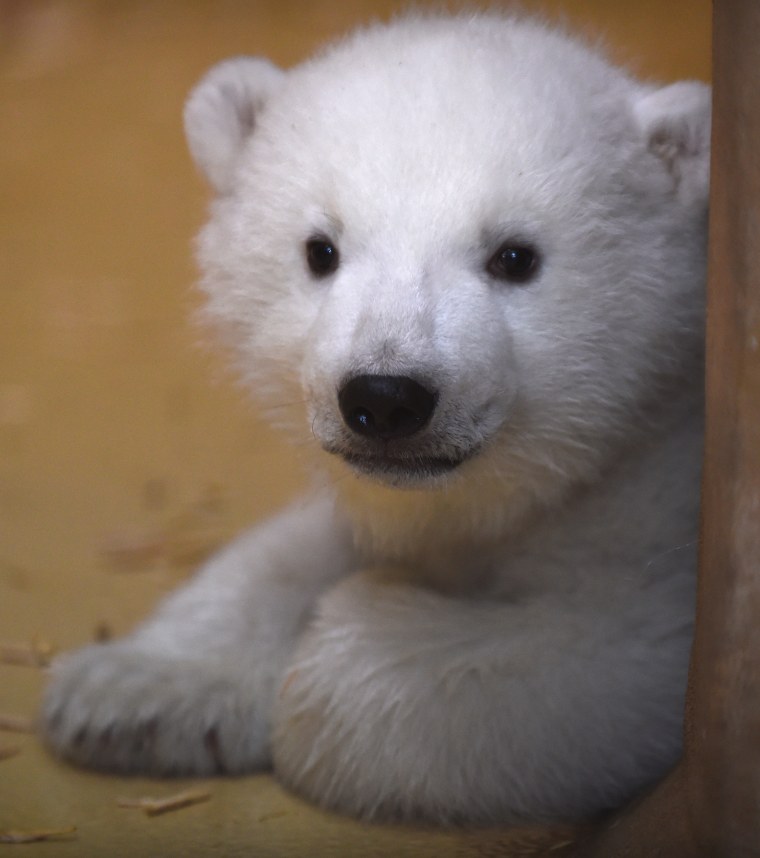 BABY born Bear White