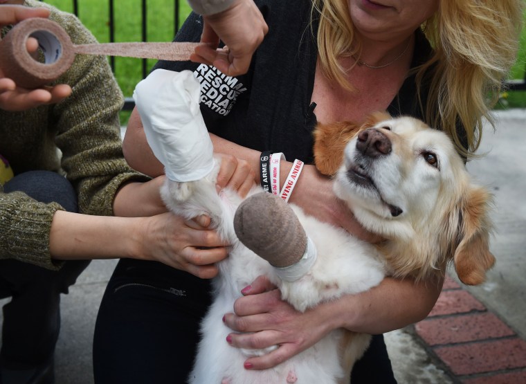 Image: US-ANIMAL-RESCUE