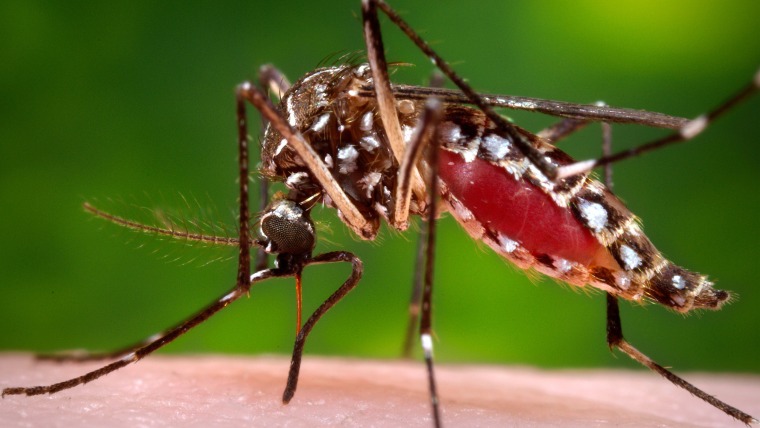 Image: Aedes aegypti mosquito