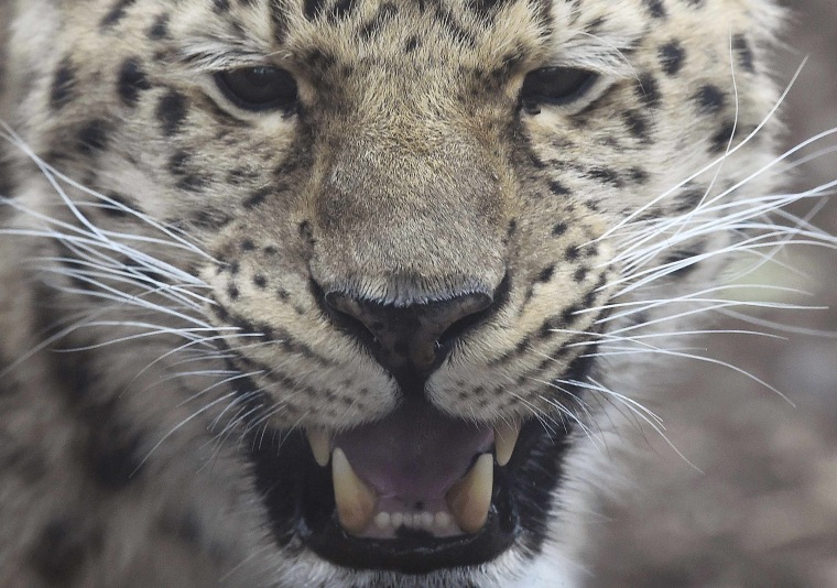 Image: Two Amur Leopards attempt to mate at Marwell Zoo near WInchester in Britain