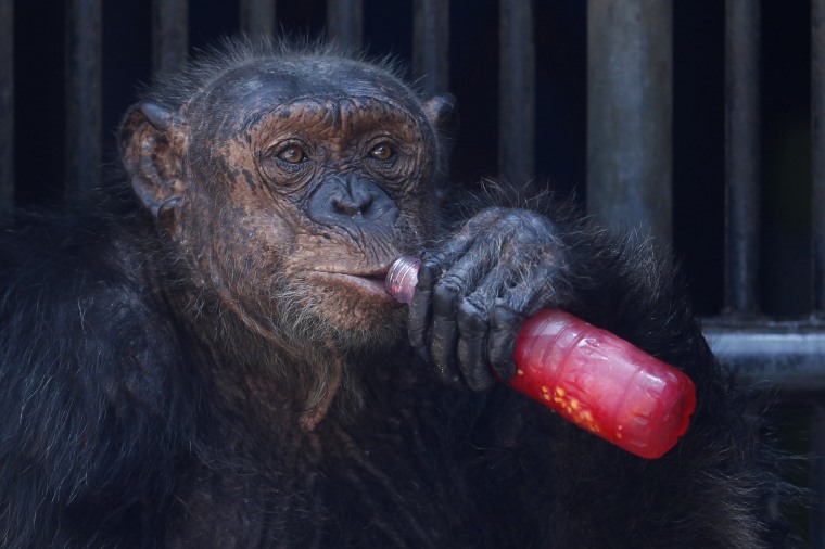 Image: A chimpanzee drinks a sweet refreshment at Dusit Zoo in Bangkok