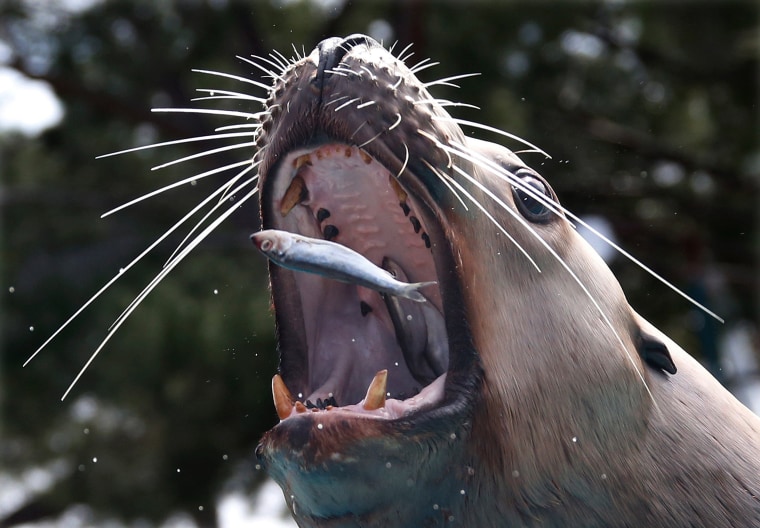 Image: A Steller sea lion eats fish during a press visit at the Marineland Zoo in Antibes