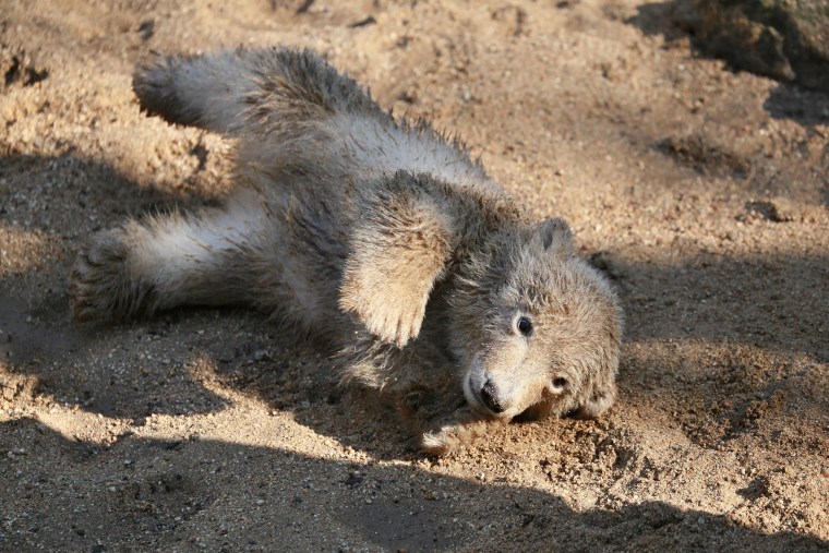 Image: CZECH-ANIMALS-POLAR BEAR