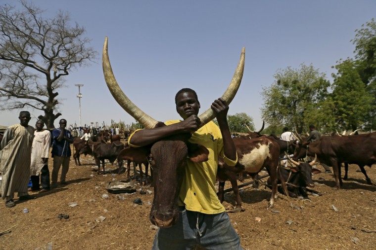 Image: A man holds a cow at the cattle market