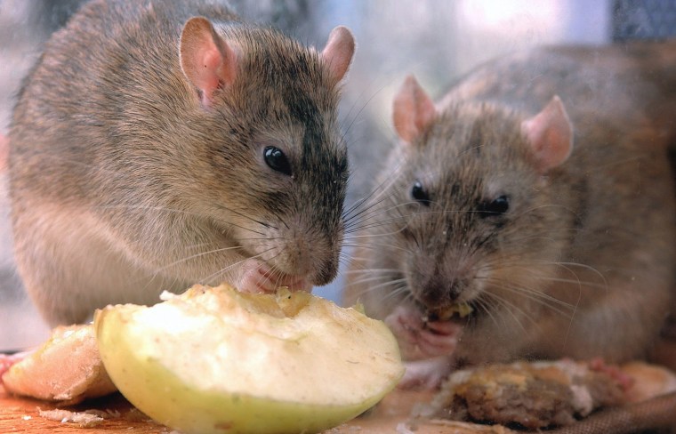 Image: rats at rented home