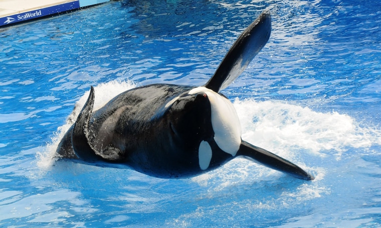 Image: Killer whale \"Tilikum\" appears during its performance in its show at Sea World