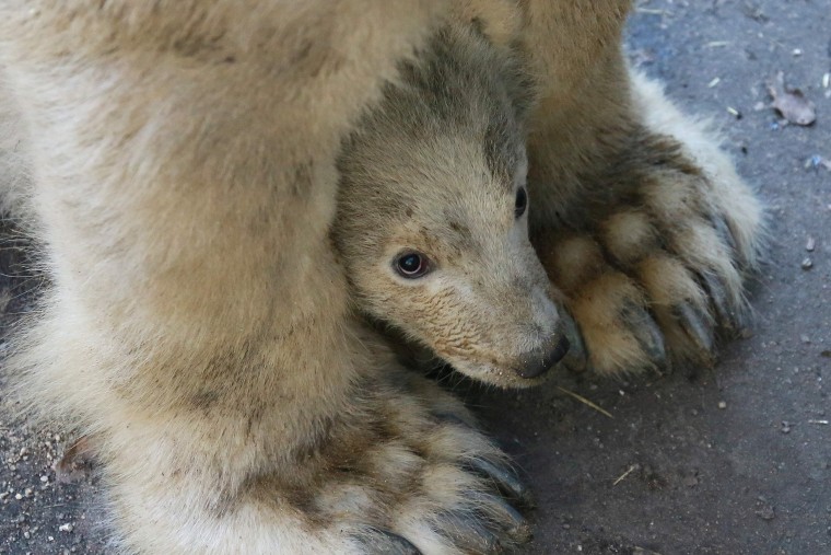 Image: TOPSHOT-CZECH-ANIMALS-POLAR BEAR