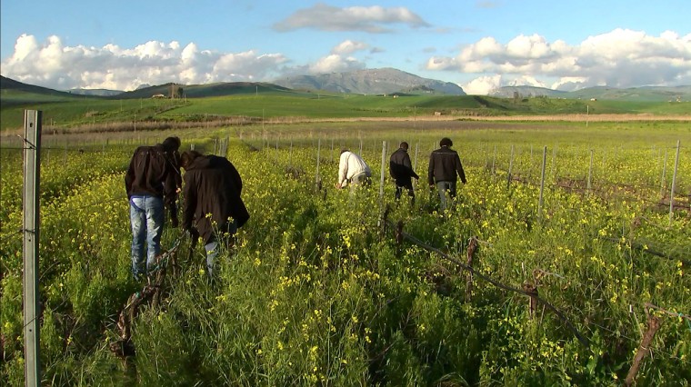 Image: Corleone, Sicily migrants work in a vineyard