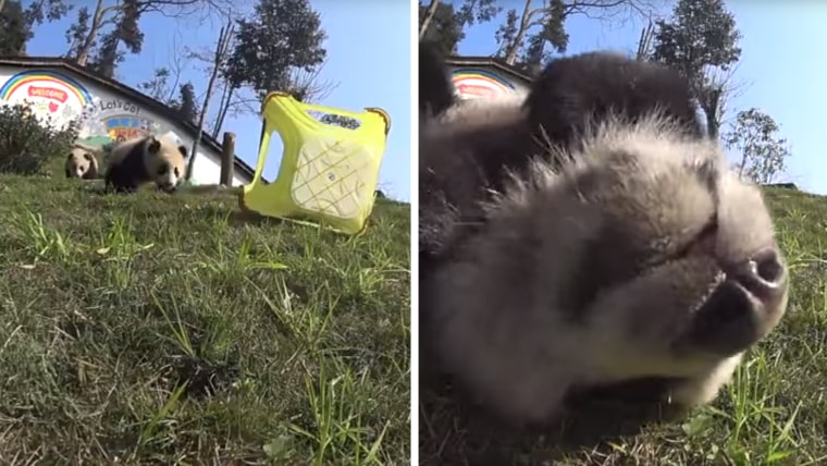 Pandas stumble upon camera