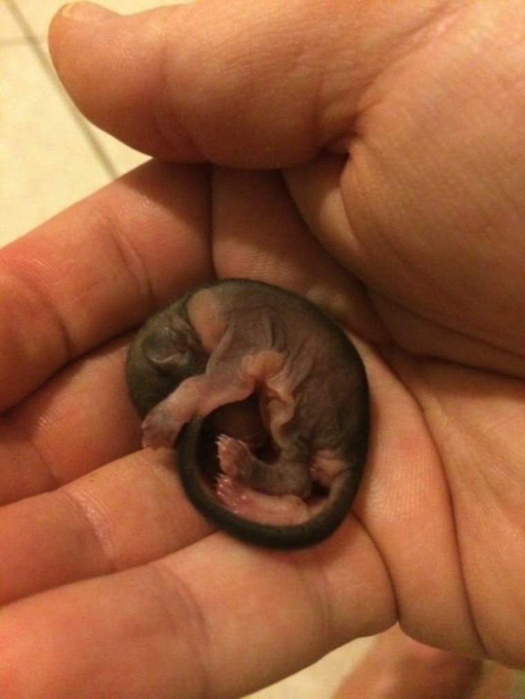 Biscuts, the flying baby squirrel that Jeff Ingos found