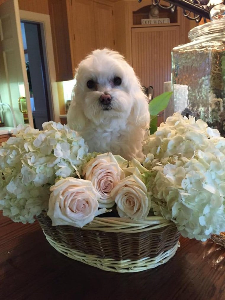 Kathie Lee Gifford's dog, Bambino