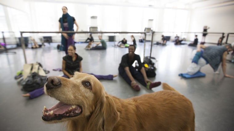Chuy, the house dog of the American Ballet Theatre, greets students as they arrive