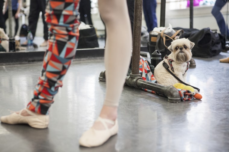 Lauren Post's dog, Pickles, sits near her feet while she practices ballet