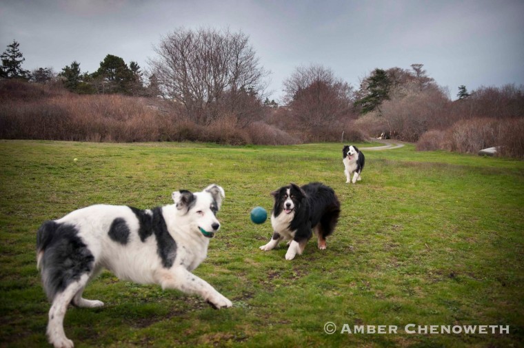 Kathleen Zuidema's three dogs enjoying time together on the island.
