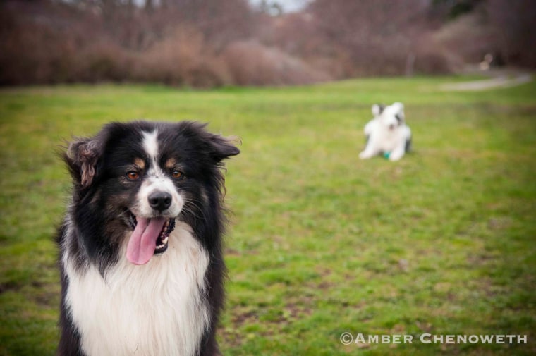 Kathleen Zuidema's Australian shepherds enjoy playing outside