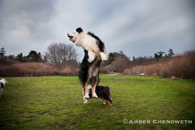 Kathleen Zuidema's dogs enjoying time playing outside.