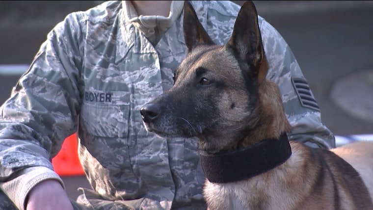 Military dog and veteran have heartwarming reunion