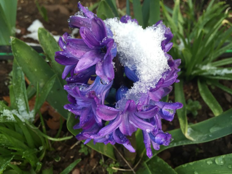 Purple flowers are covered in snow during the second day of spring in New Jersey, on March 21.
