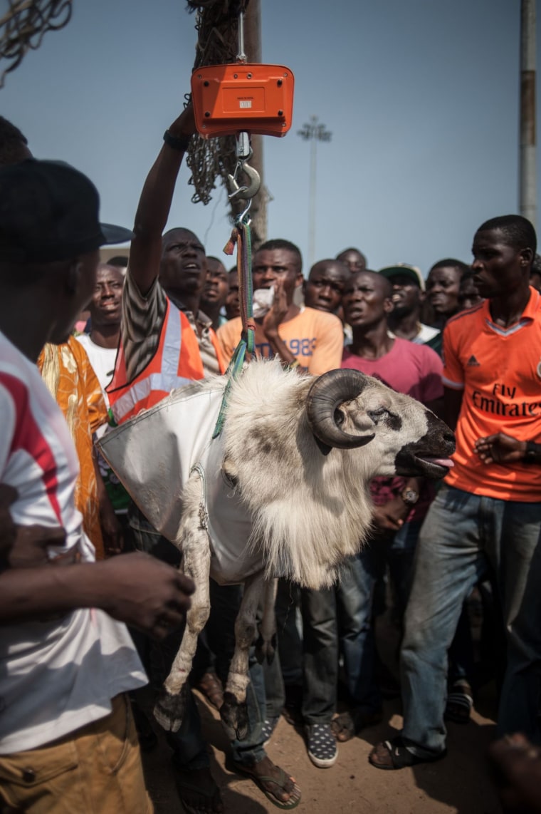 Image: NIGERIA-ANIMALS-LEISURE