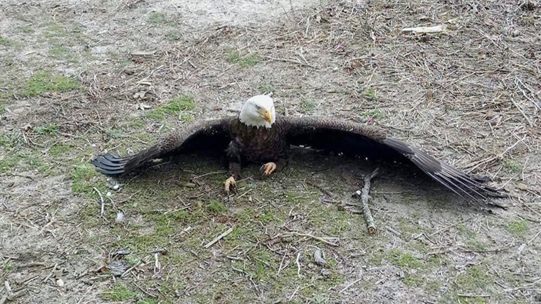 One of five eagles found in the Dagsboro, Delaware, area on March 19, 2016.