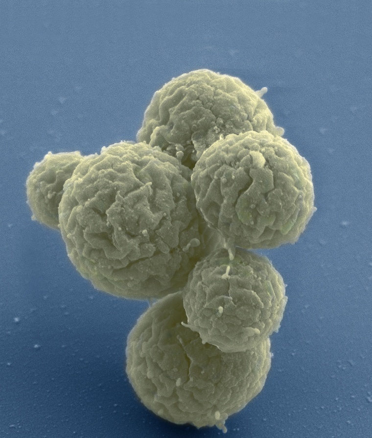 Image: J. Craig Venter Institute scientists have created a stripped-down life form