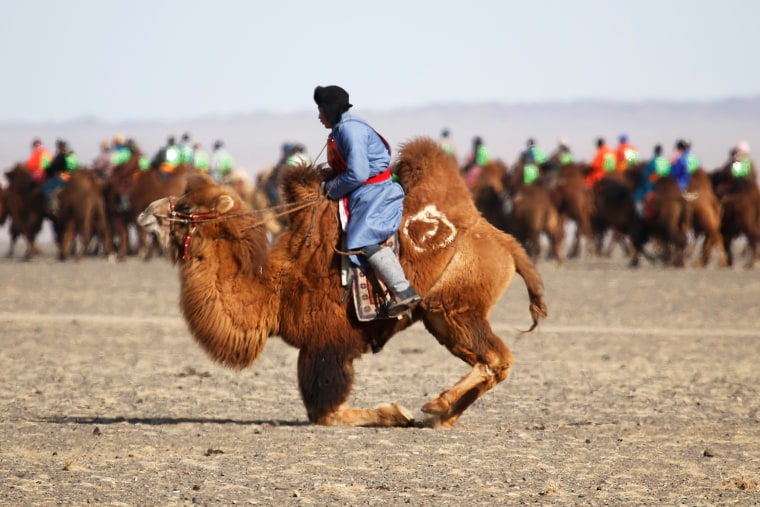 Image: The Wider Image: Mongolia's camel festival