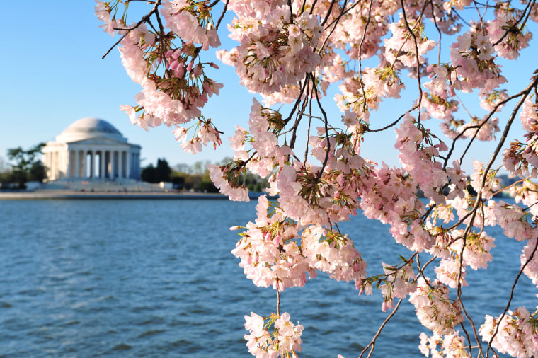 Image: US-LIFESTYLE-CHERRY-BLOSSOMS