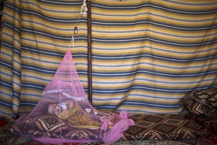 Image: A Syrian refugee sleeps under a mosquito net inside their tent at an informal tented settlement