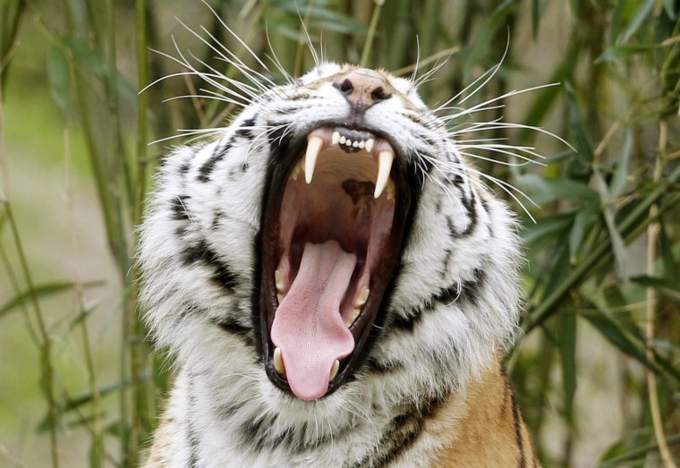Image: Siberian tigers move to new enclosure at Duisburg zoo