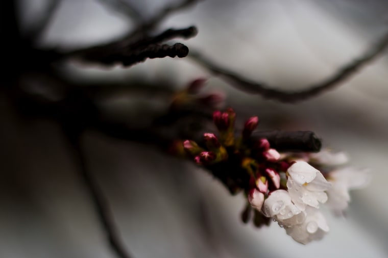 Image: US-WEATHER-CHERRY BLOSSOMS