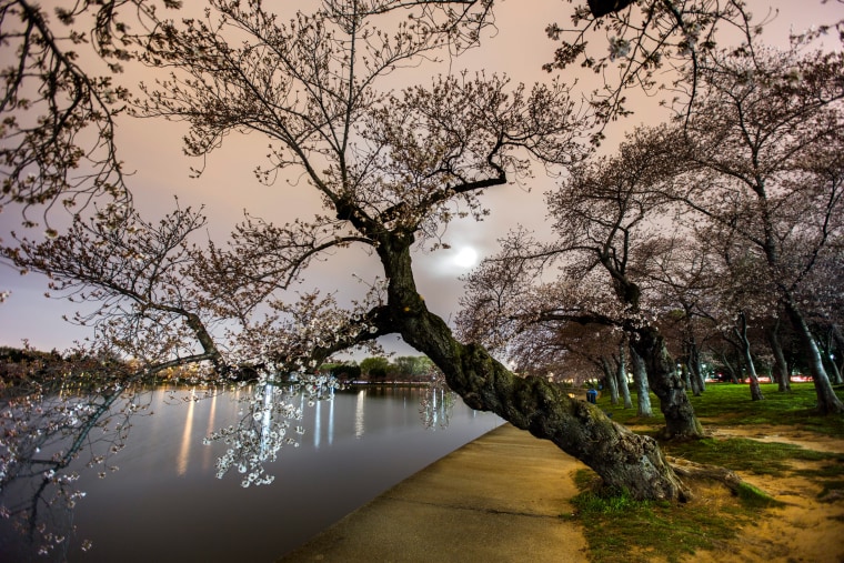 Image: Cherry Blossoms Begin to Bloom in Washington, DC