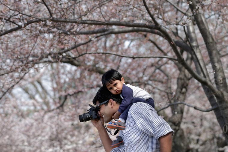 Image: Cherry Blossoms Begin To Bloom In Washington, DC