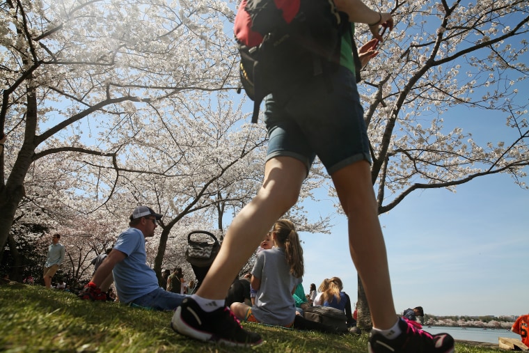 Image: Cherry Blossoms Begin To Bloom In Washington, DC