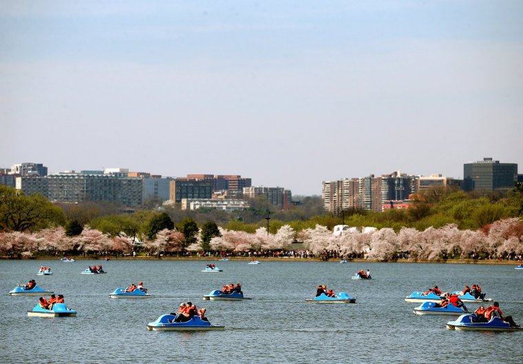 Image: Cherry Blossoms Begin To Bloom In Washington, DC