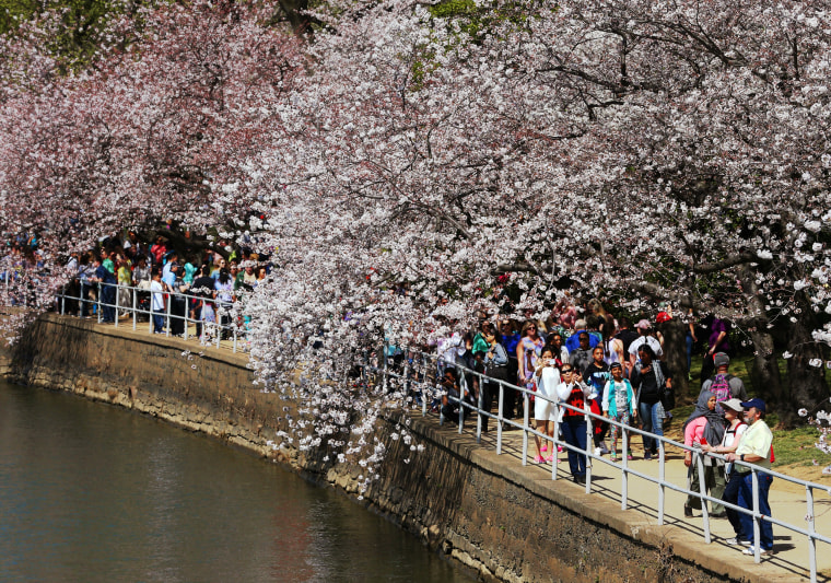 Image: Cherry Blossoms Begin To Bloom In Washington, DC