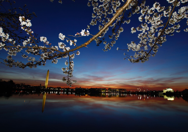 Image: US-WEATHER-CHERRY BLOSSOMS