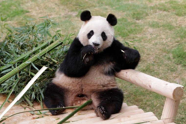 Image: Everland Amusement Park Introduce Their New Panda Couple